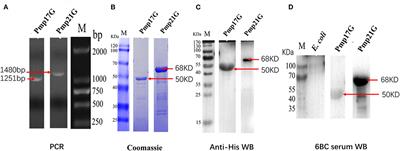 A Novel Intranasal Vaccine With PmpGs + MOMP Induces Robust Protections Both in Respiratory Tract and Genital System Post Chlamydia psittaci Infection